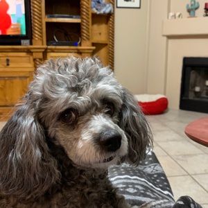 Meet your Posher, Debbi